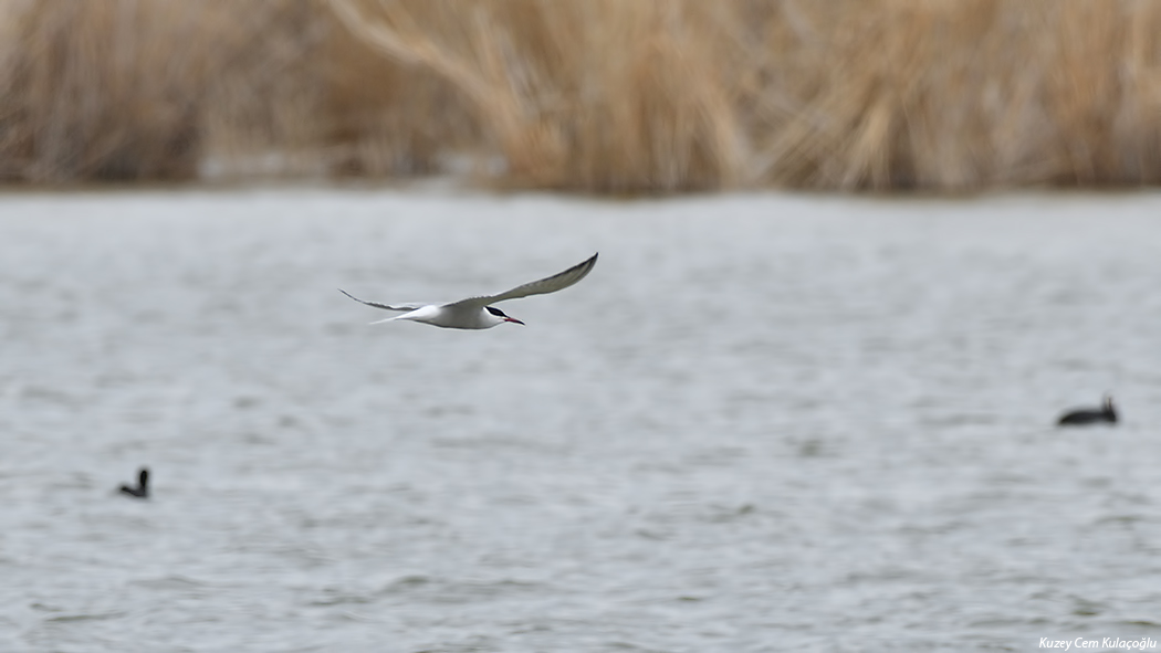 Common Tern