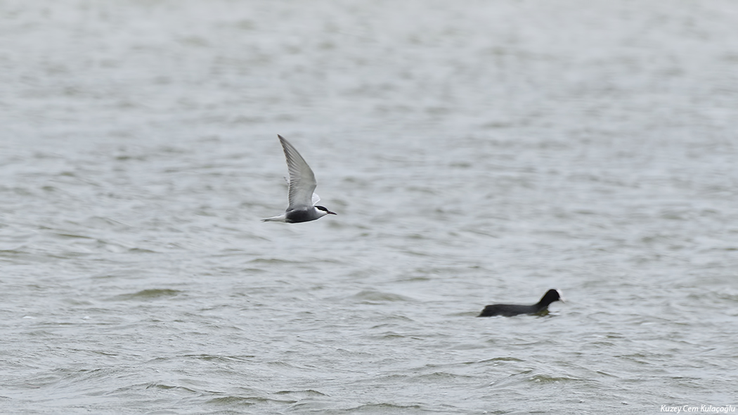 Whiskered Tern