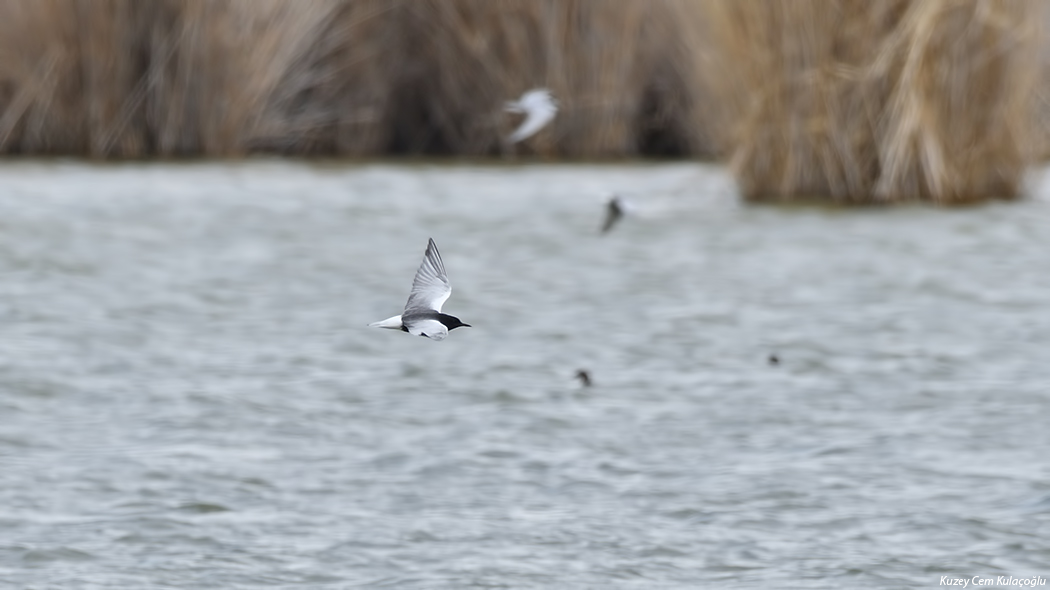 White-winged Tern