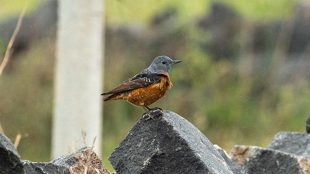 Common Rock Thrush