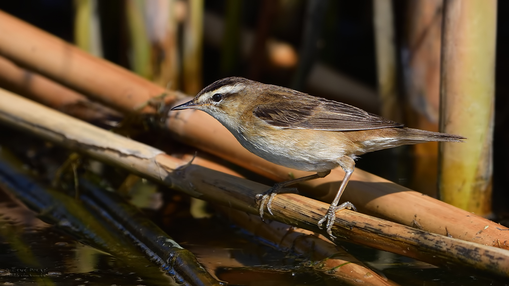 Sedge Warbler