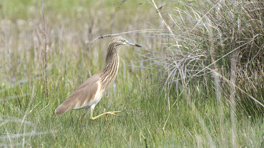 Squacco Heron