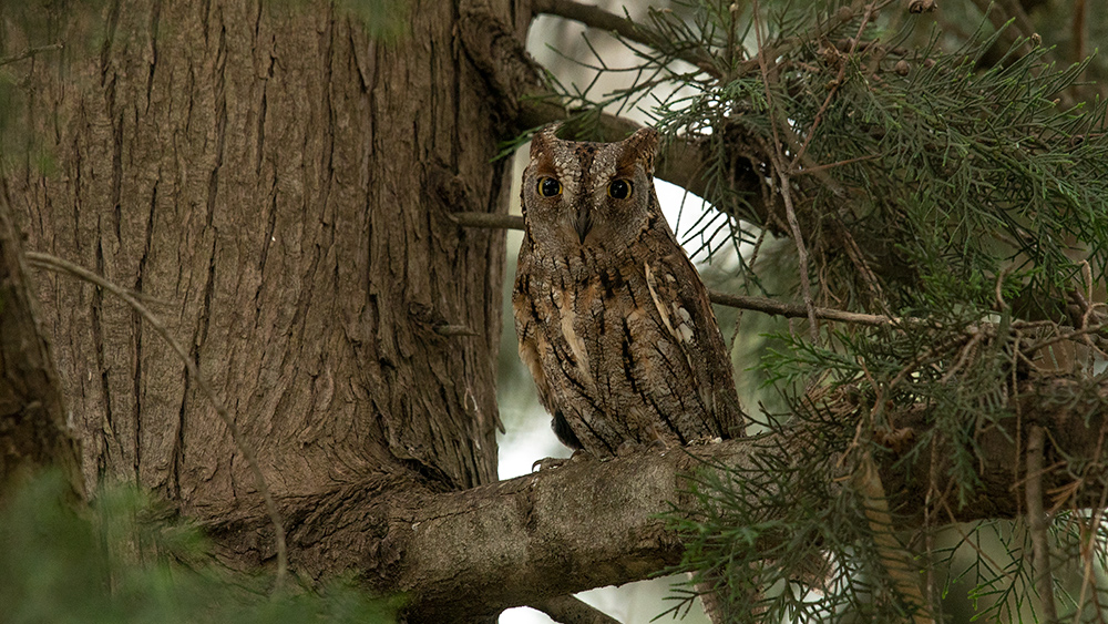Eurasian Scops Owl