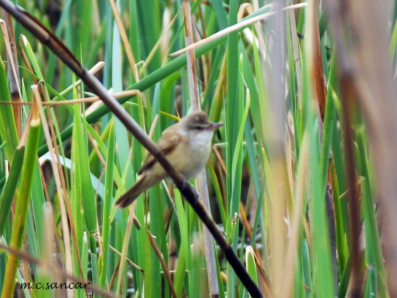 Great Reed Warbler