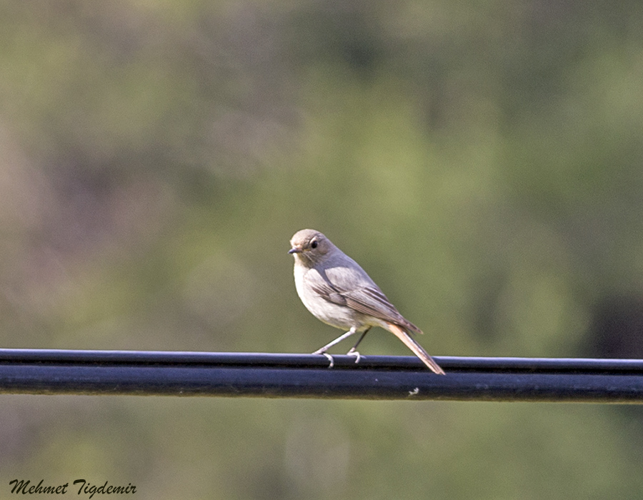 Northern Wheatear