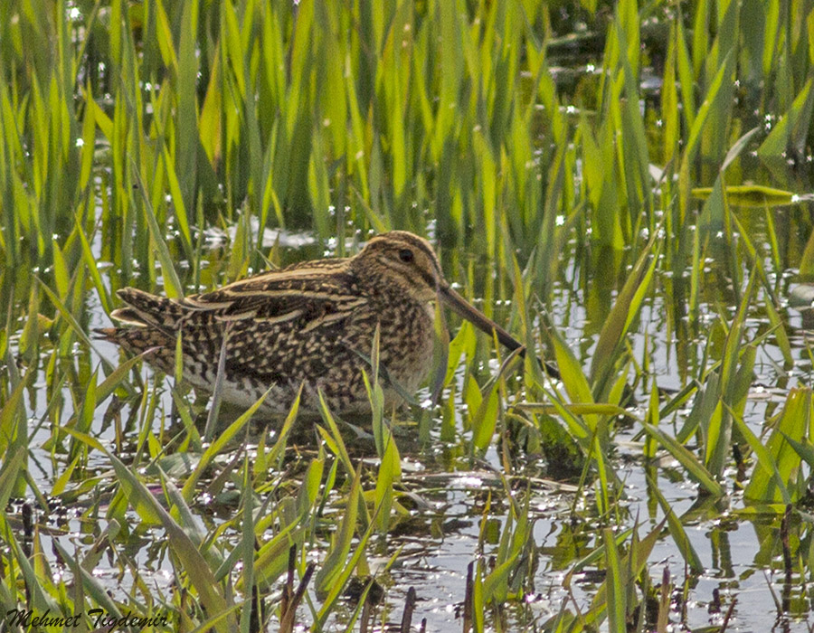 Common Snipe