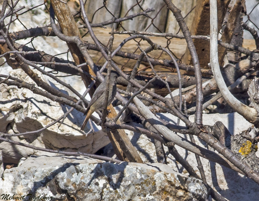 Black Redstart