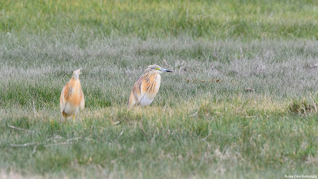 Squacco Heron