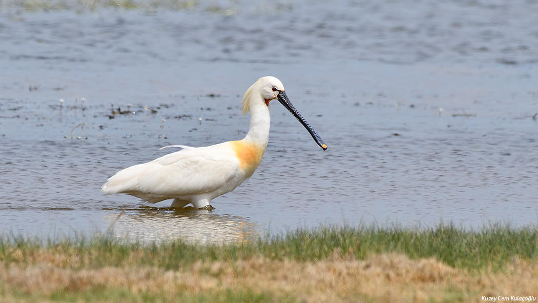 Eurasian Spoonbill