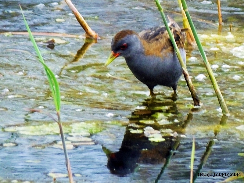 Little Crake