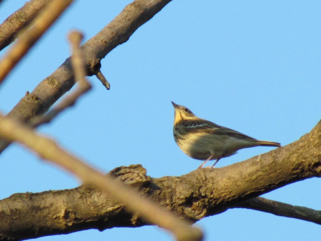 Tree Pipit