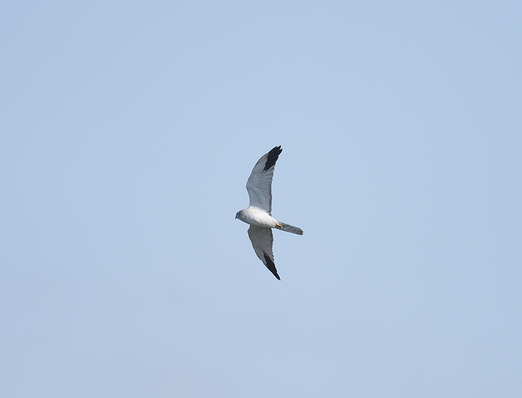 Pallid Harrier