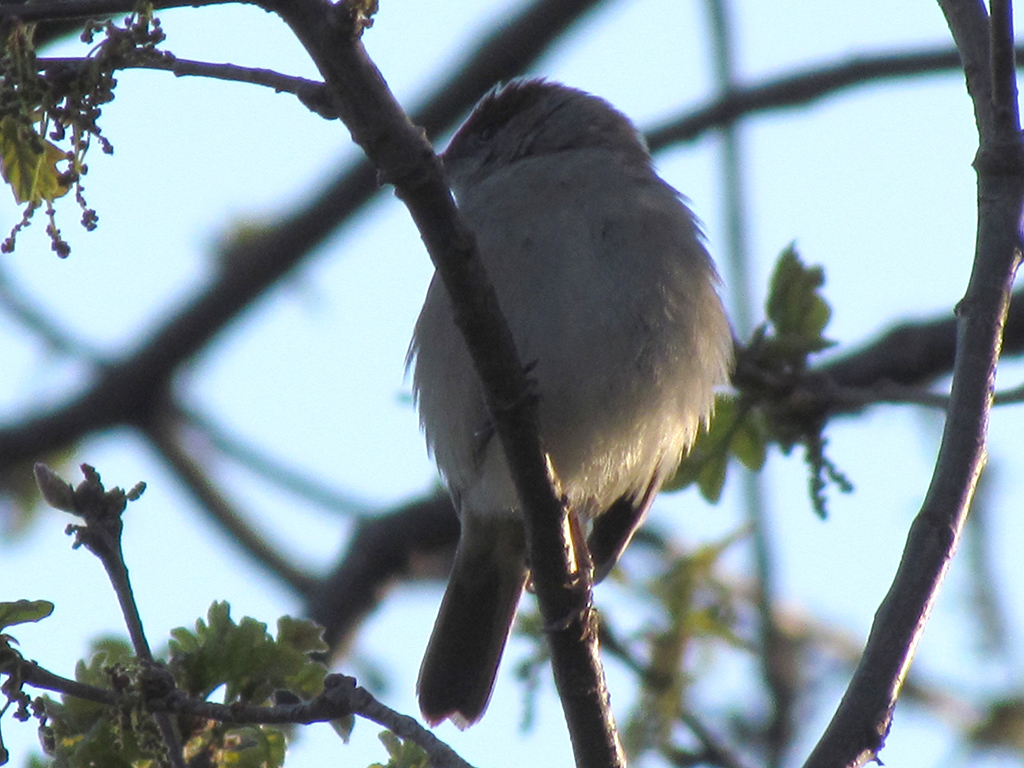 Eurasian Blackcap
