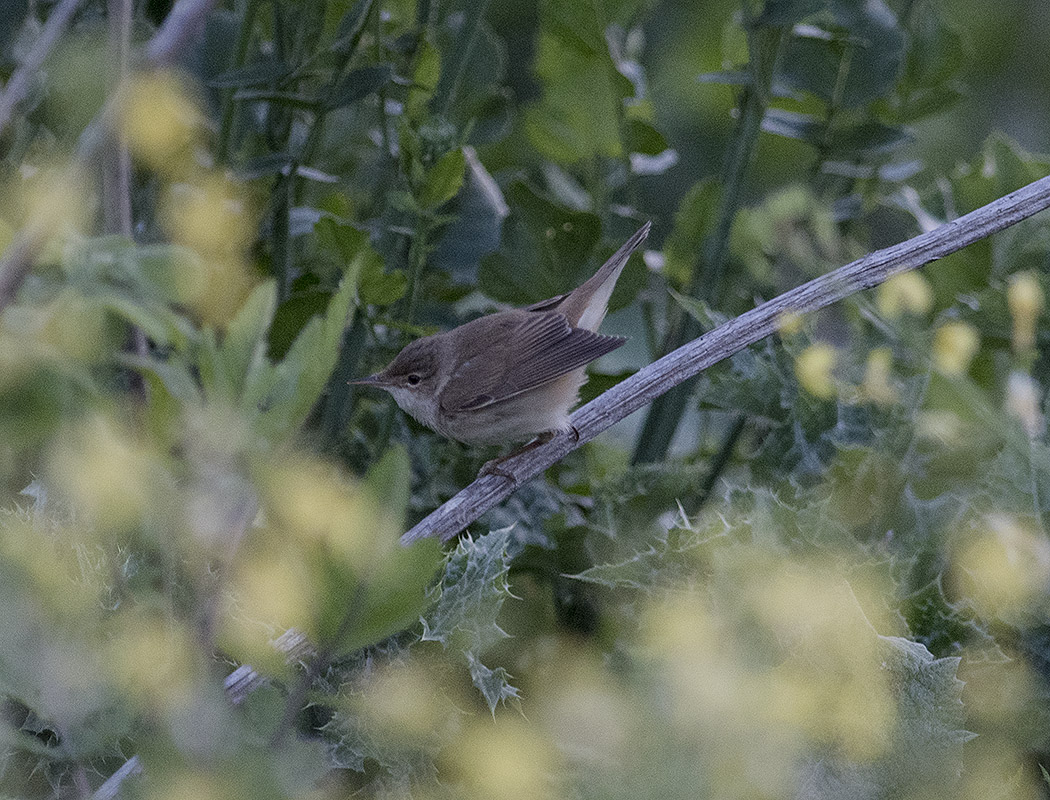 Marsh Warbler