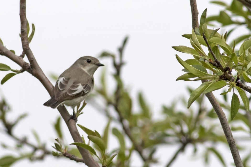 European Pied Flycatcher