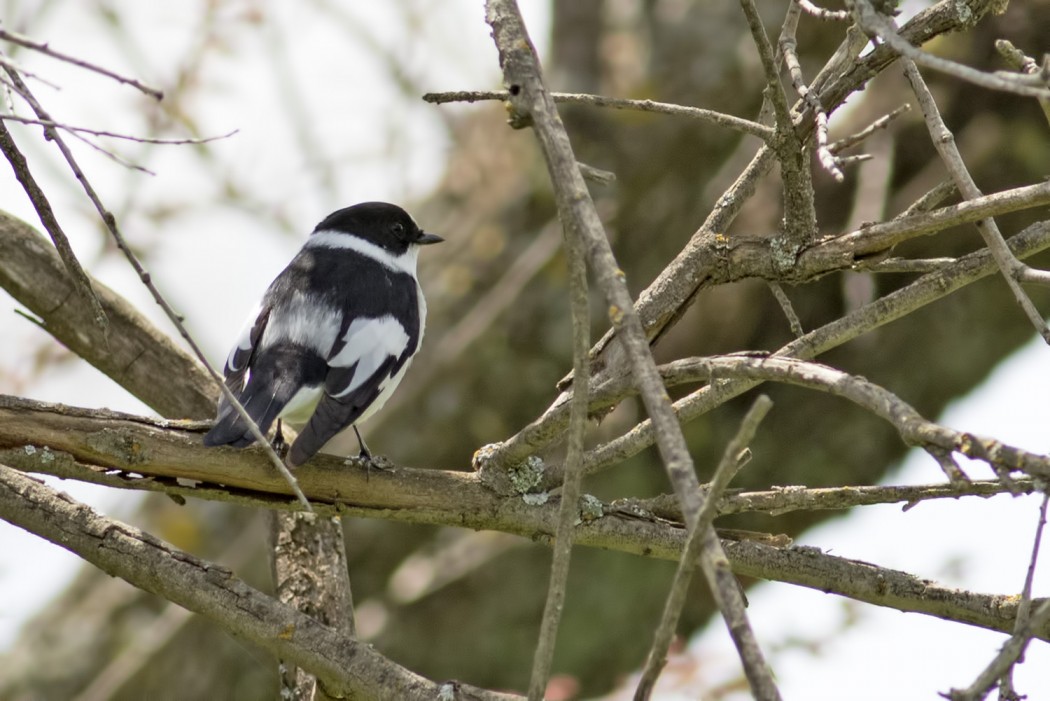 Collared Flycatcher