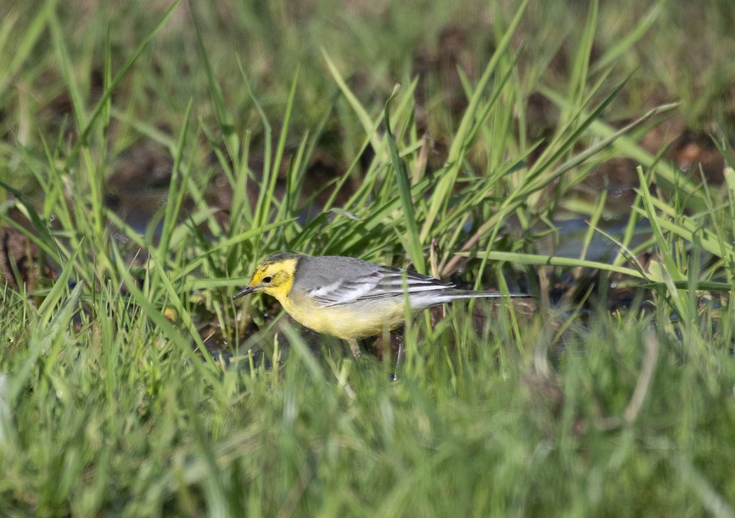 Citrine Wagtail