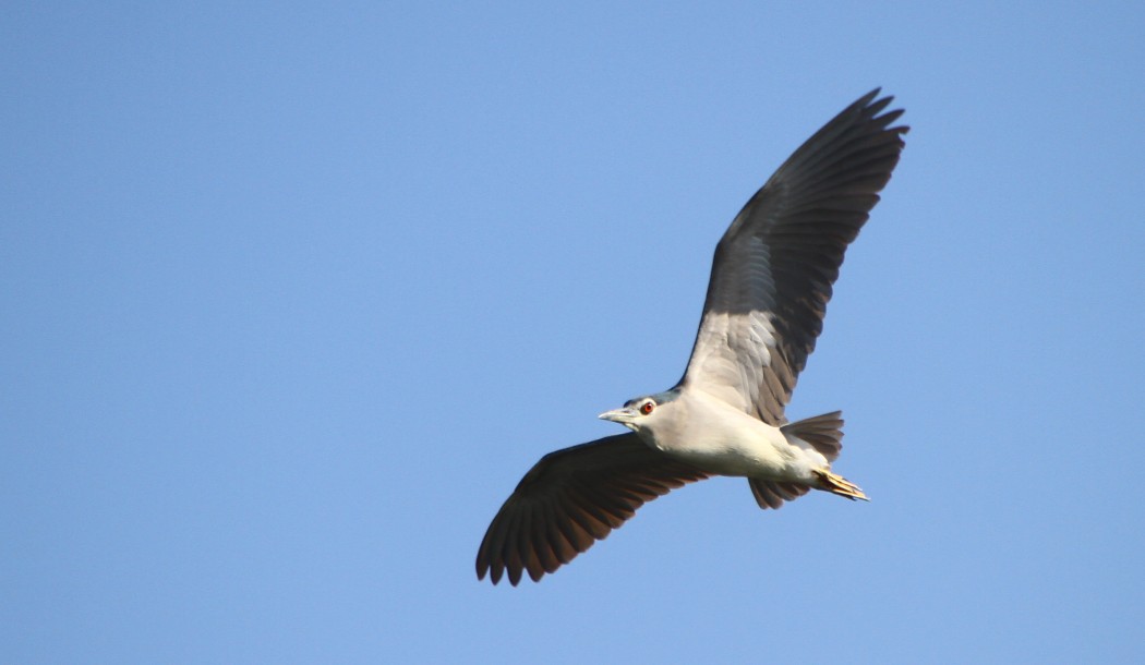 Black-crowned Night Heron