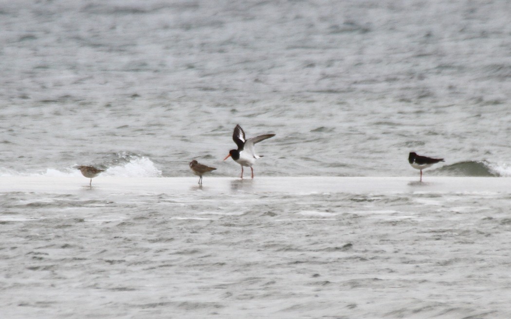 Eurasian Oystercatcher
