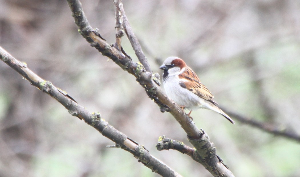 House Sparrow