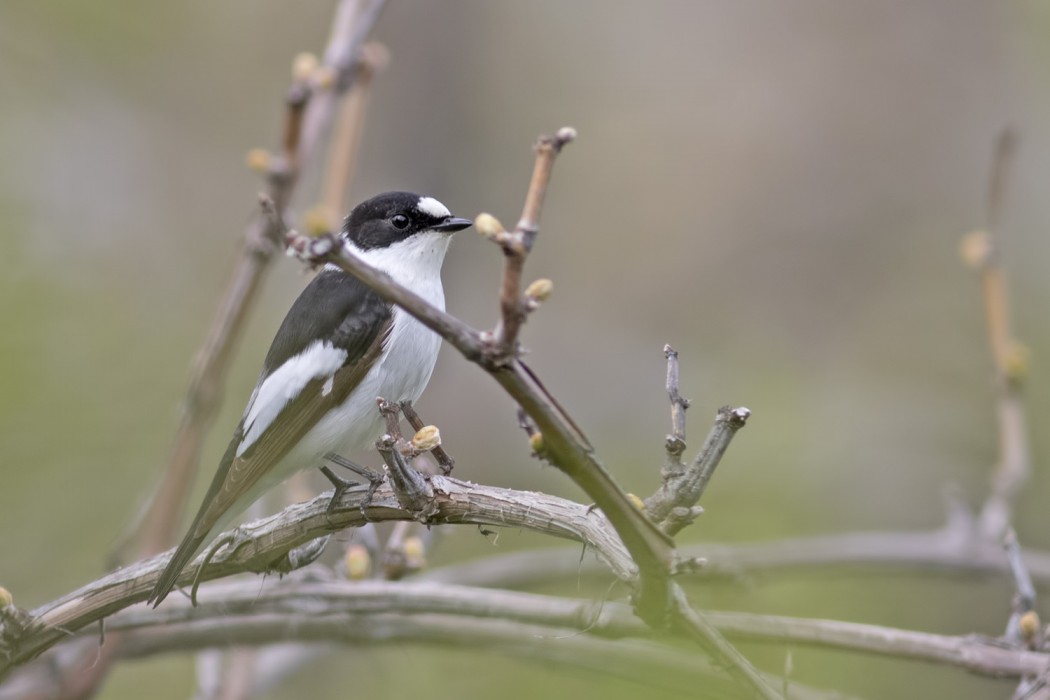 Collared Flycatcher