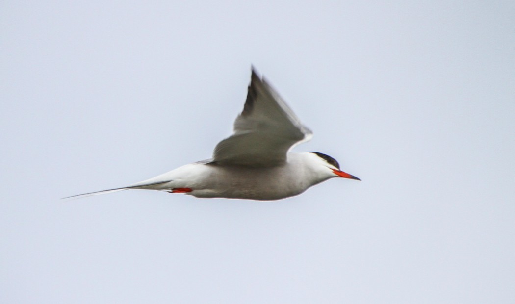 Common Tern