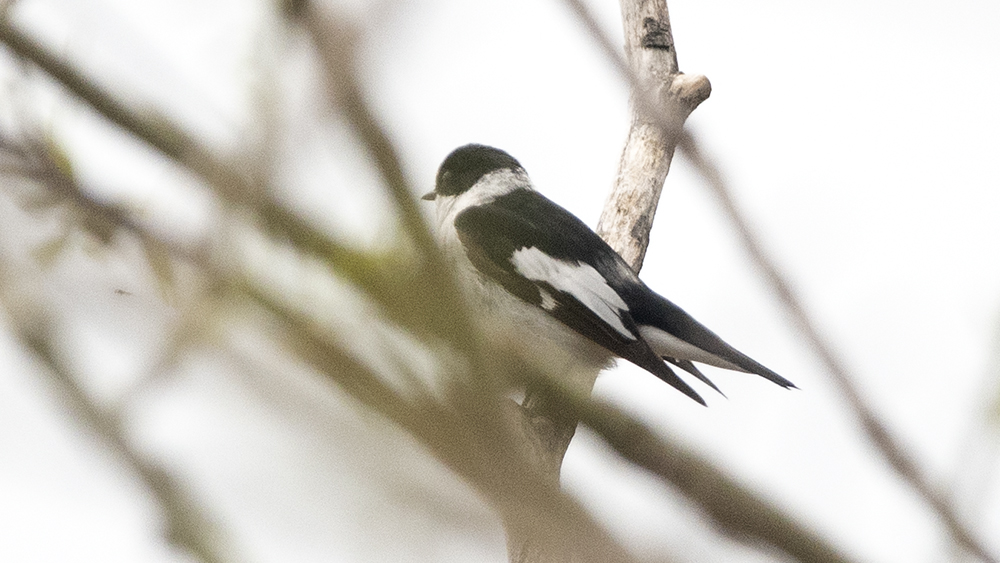 Collared Flycatcher