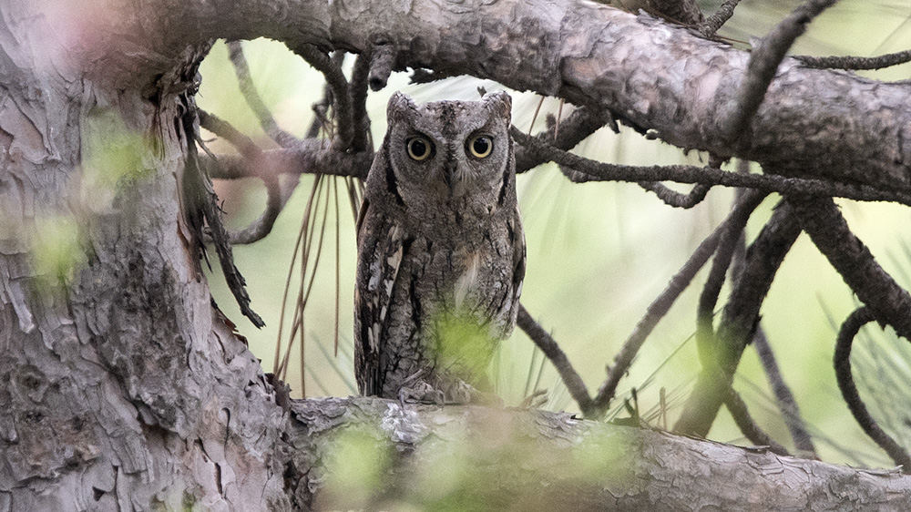 Eurasian Scops Owl