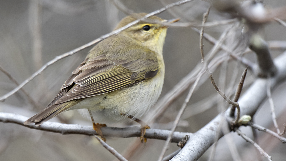Willow Warbler