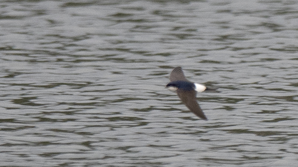 Western House Martin