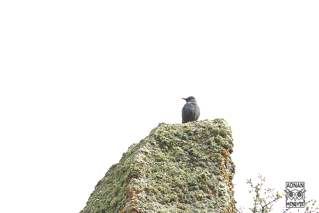 Blue Rock Thrush