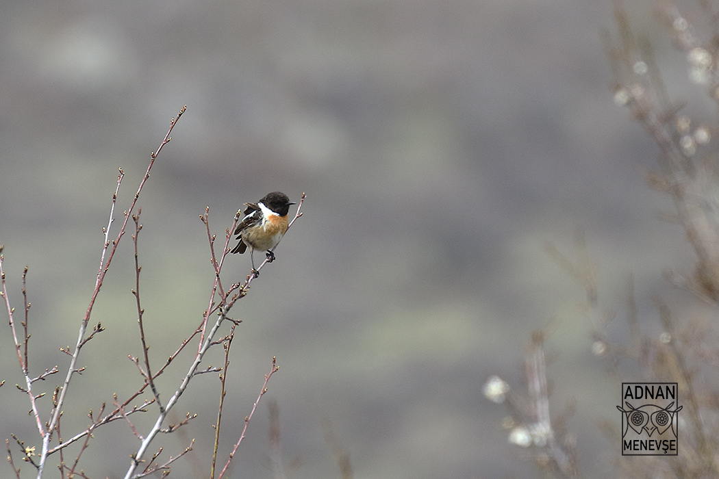 Siberian Stonechat