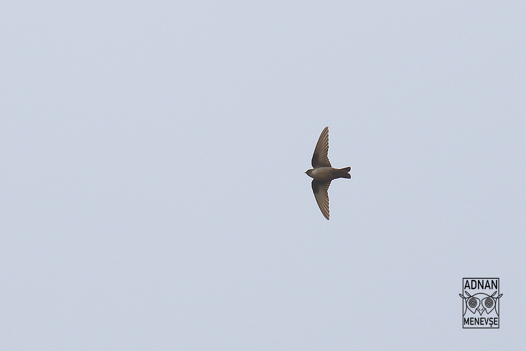Eurasian Crag Martin