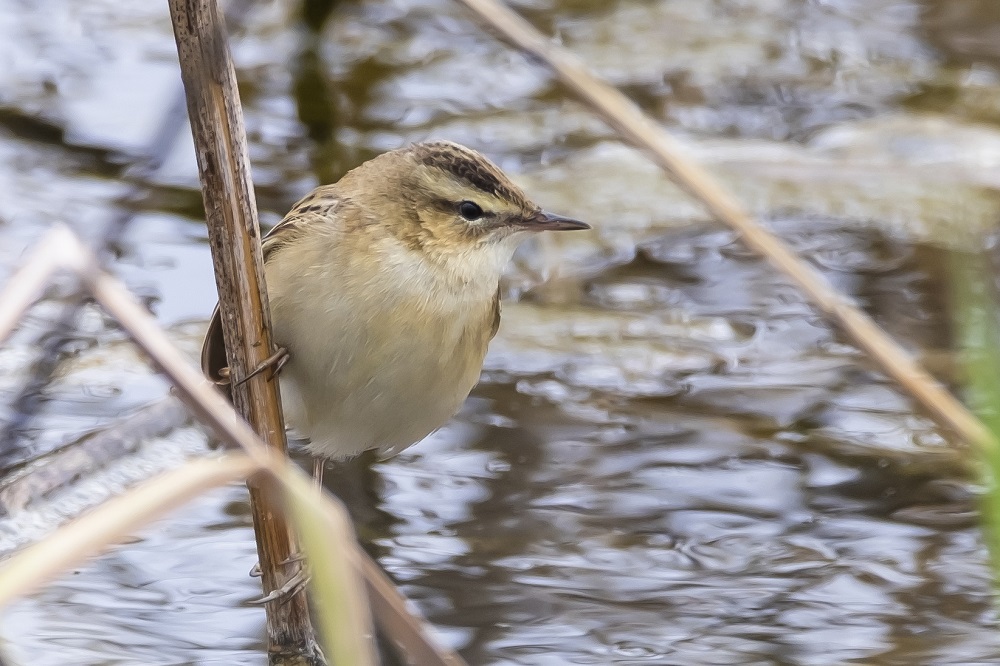 Common Reed Bunting