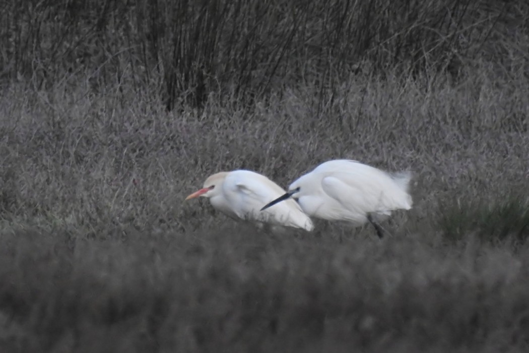 Western Cattle Egret