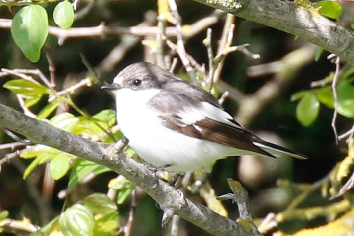 European Pied Flycatcher