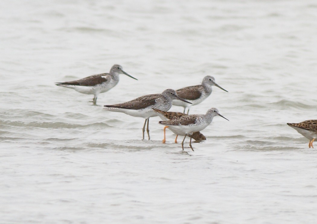 Marsh Sandpiper