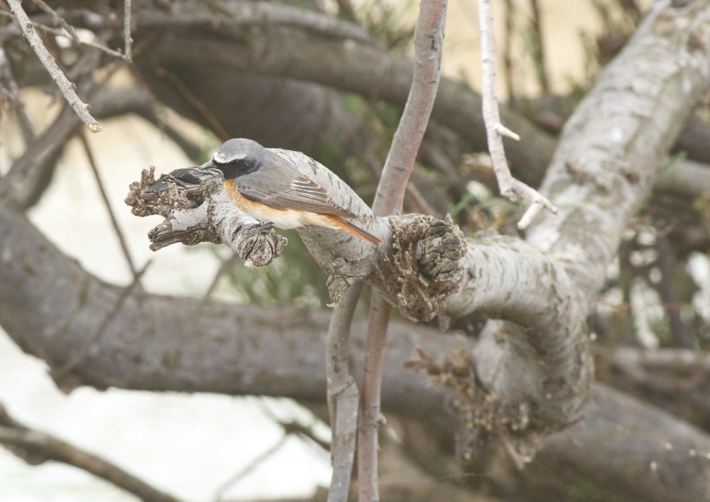 Common Redstart