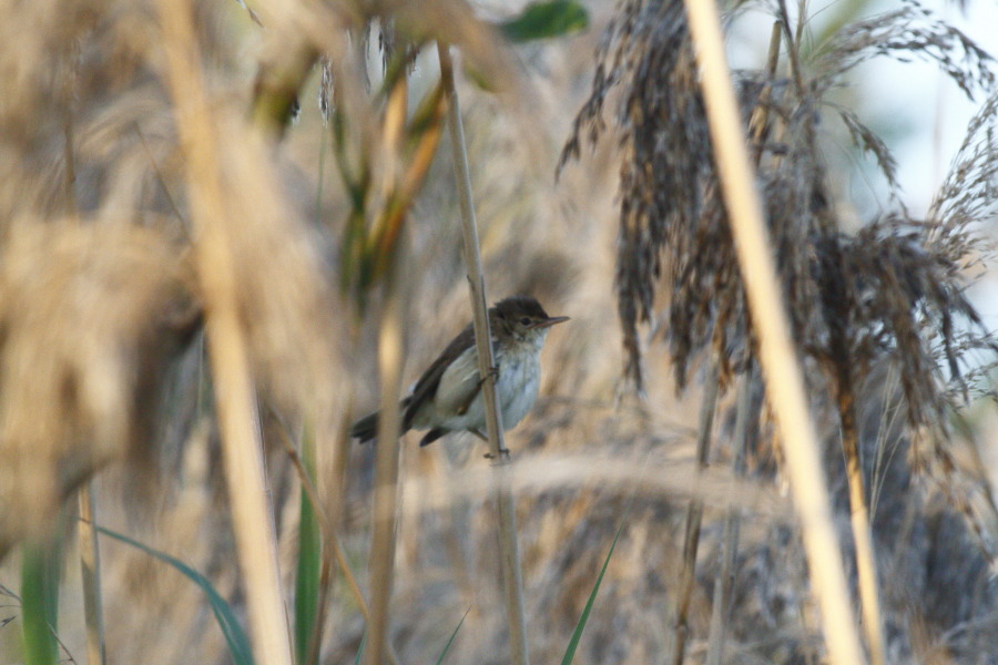 Common Reed Warbler