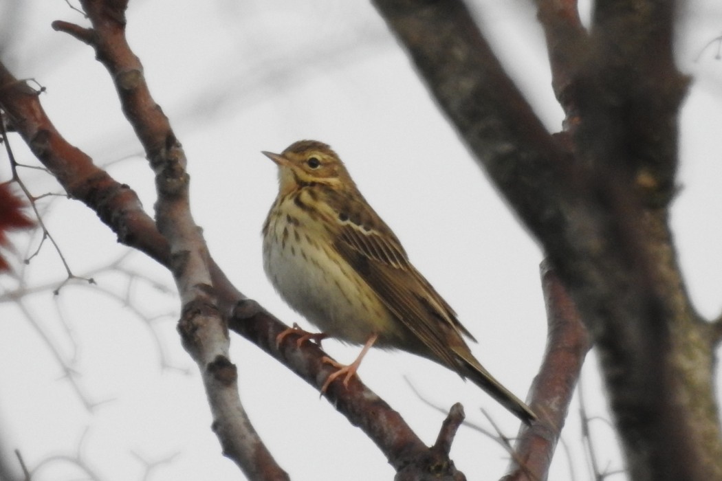 Tree Pipit
