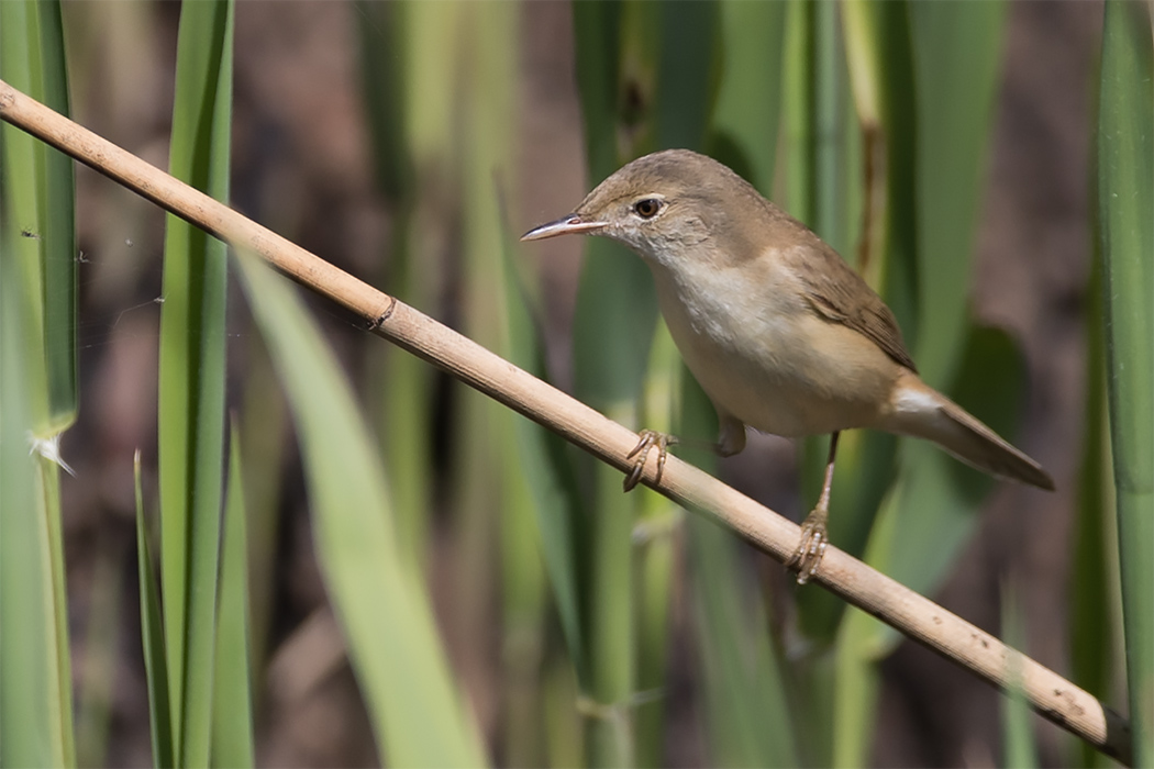 Common Reed Warbler