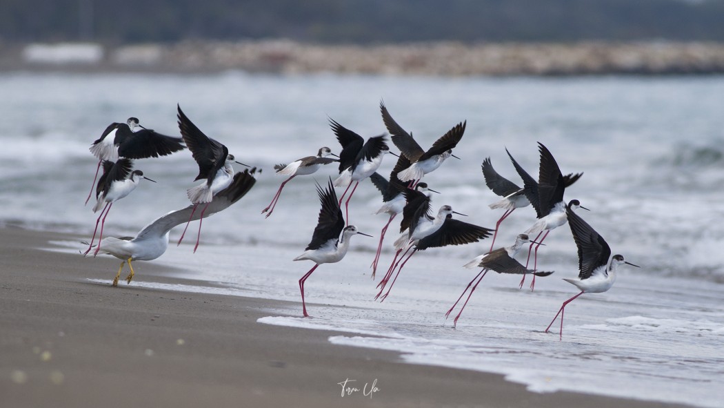 Black-winged Stilt