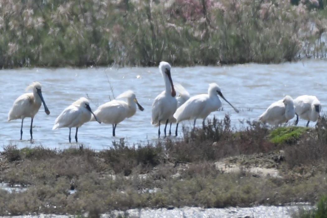 Eurasian Spoonbill