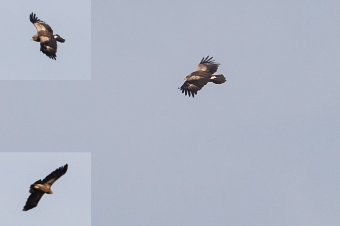 Lesser Spotted Eagle