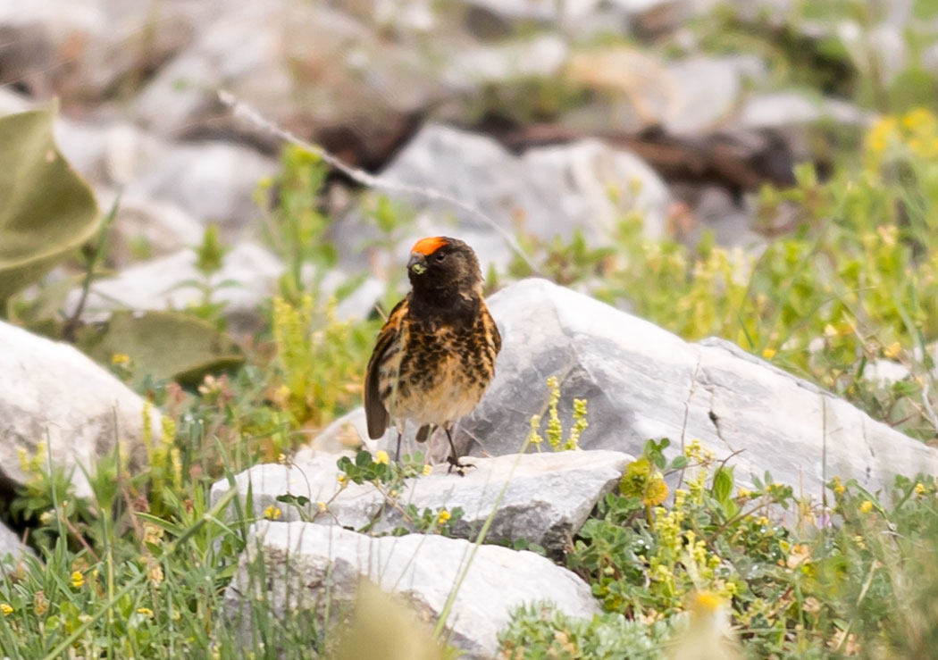 Red-fronted Serin