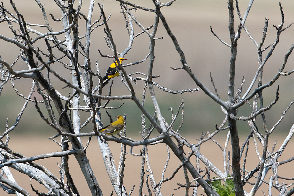Eurasian Golden Oriole