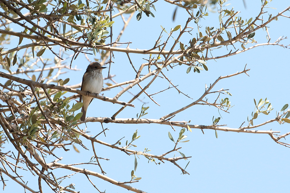 Spotted Flycatcher
