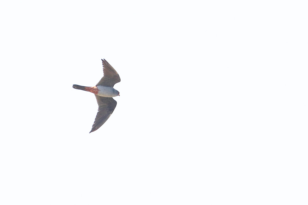 Red-footed Falcon