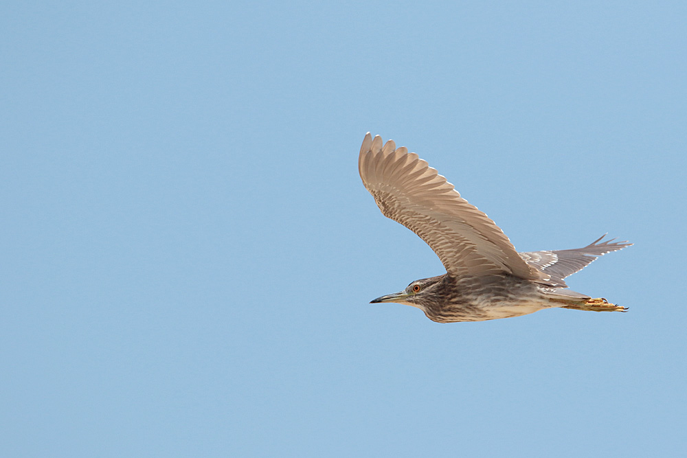 Black-crowned Night Heron