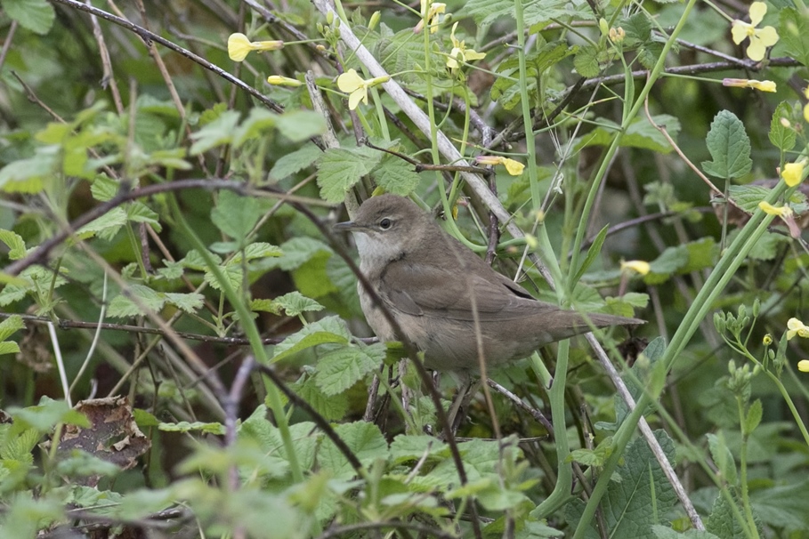 Savi`s Warbler
